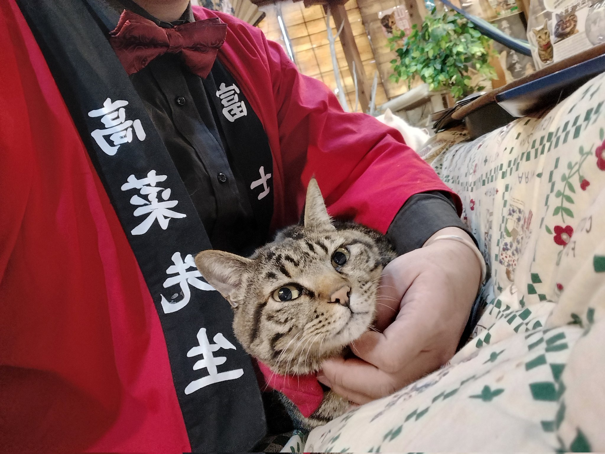 撫でられている高菜先生